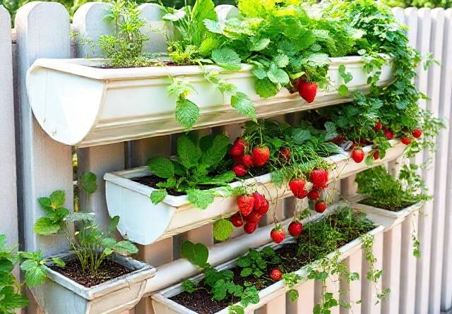 gutter garden