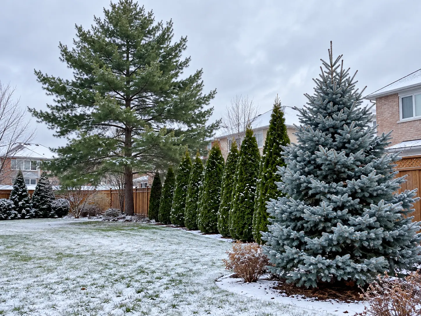 Best Evergreens for Ontario: Trees & Shrubs for Zones 5–6